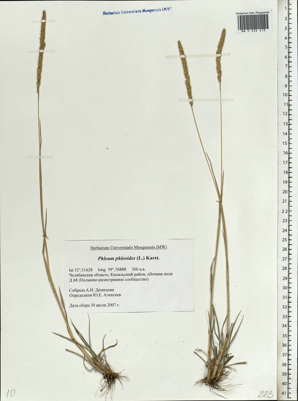 Phleum phleoides (L.) H.Karst., Eastern Europe, Eastern region (E10) (Russia)
