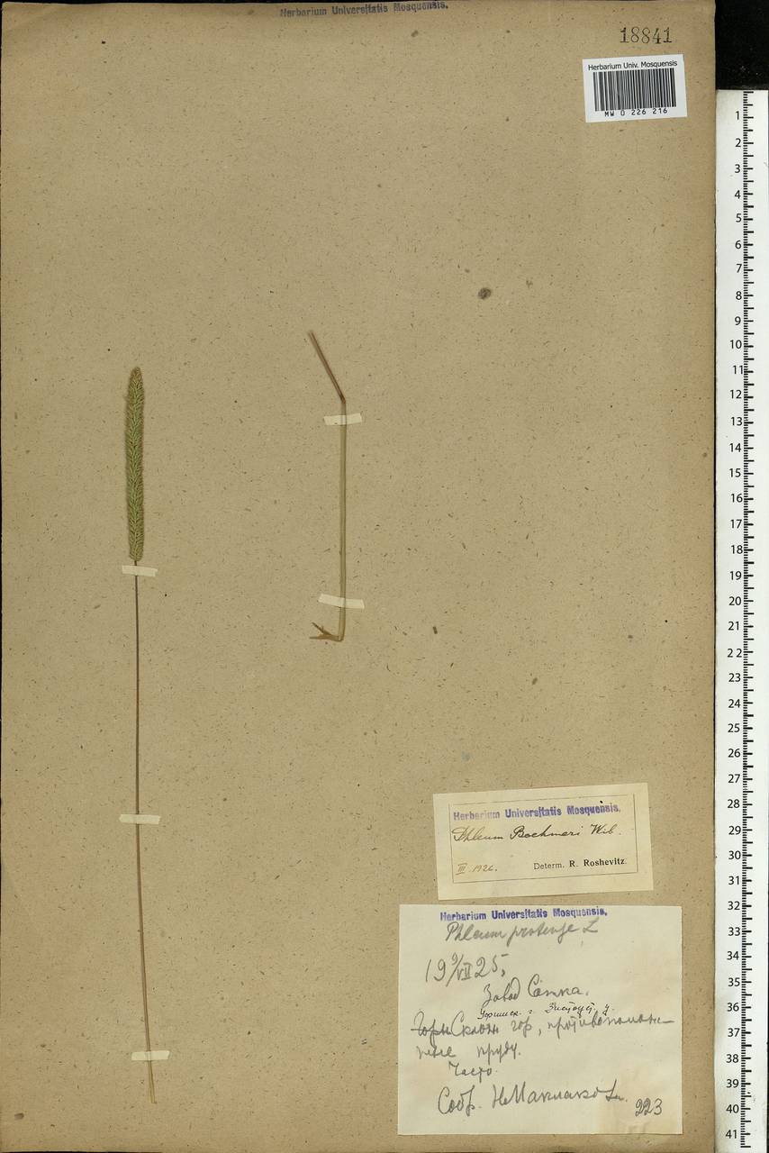 Phleum phleoides (L.) H.Karst., Eastern Europe, Eastern region (E10) (Russia)