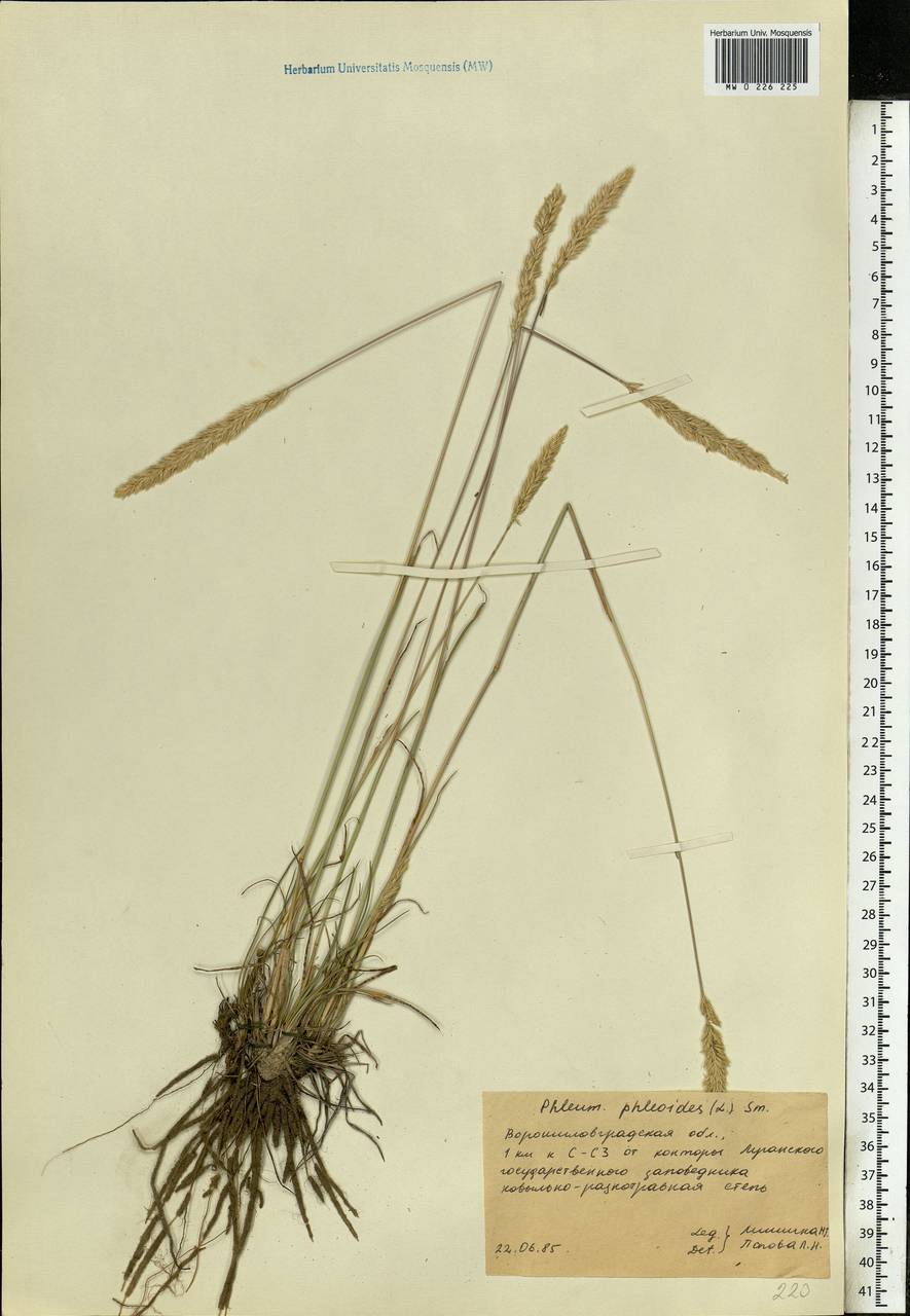 Phleum phleoides (L.) H.Karst., Eastern Europe, North Ukrainian region (E11) (Ukraine)