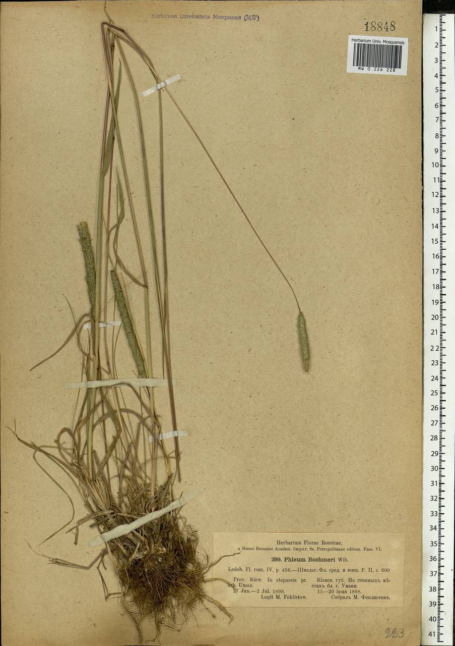 Phleum phleoides (L.) H.Karst., Eastern Europe, South Ukrainian region (E12) (Ukraine)