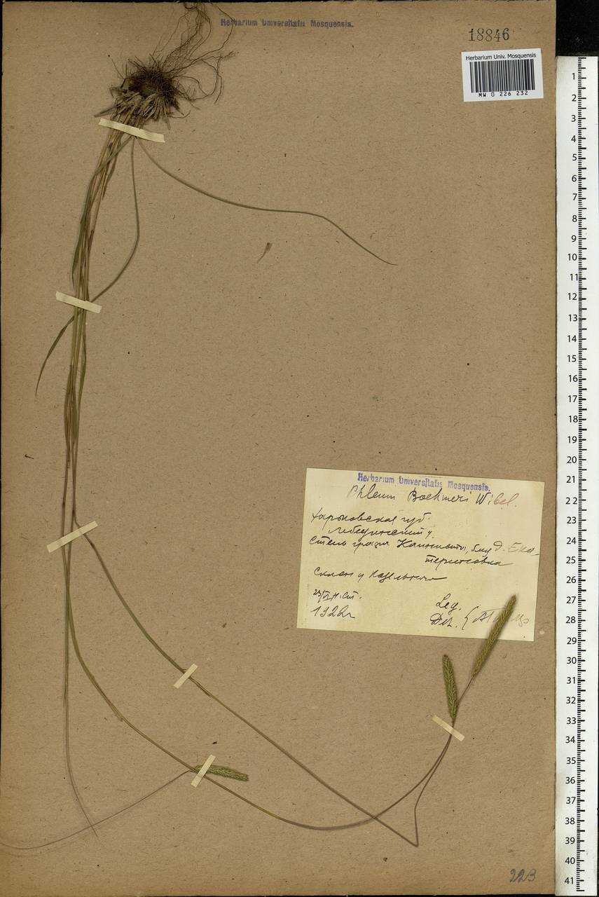 Phleum phleoides (L.) H.Karst., Eastern Europe, North Ukrainian region (E11) (Ukraine)