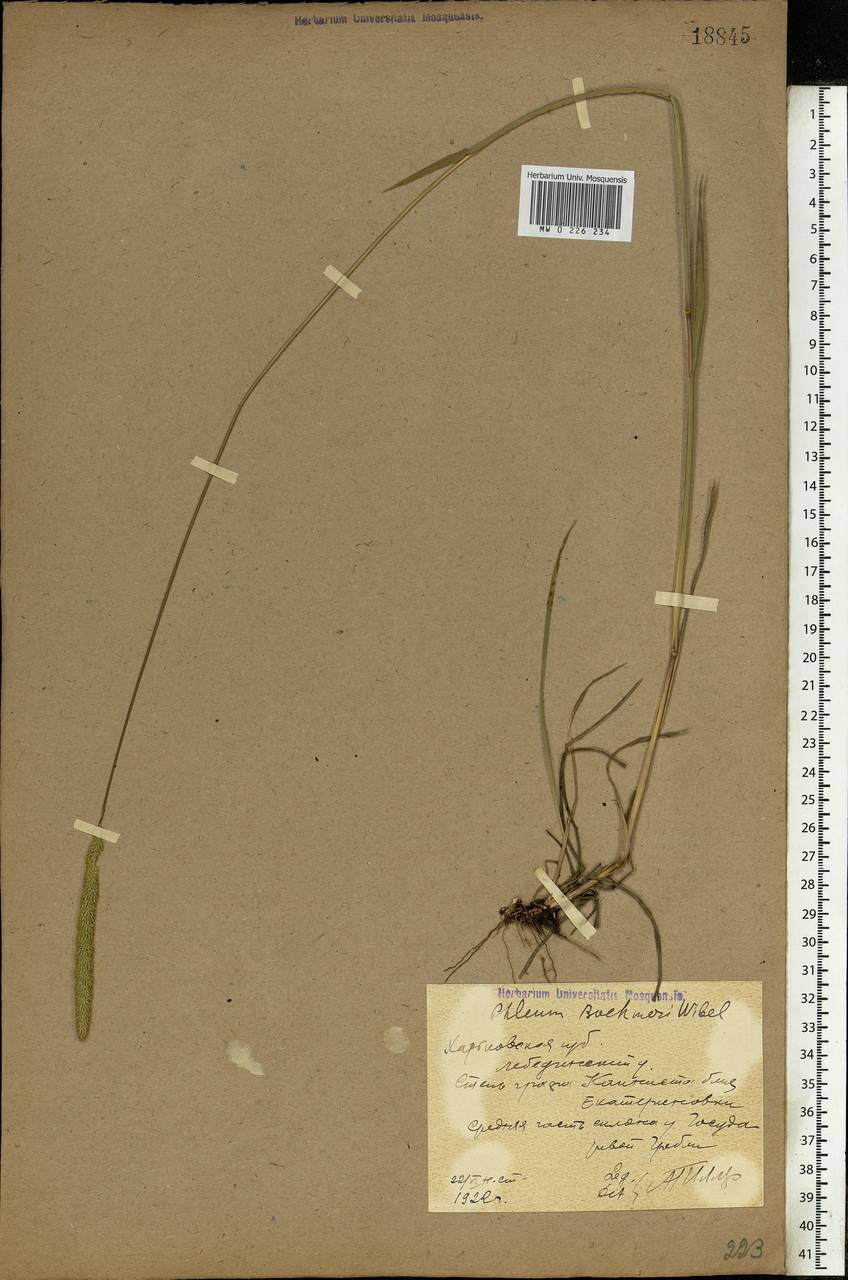 Phleum phleoides (L.) H.Karst., Eastern Europe, North Ukrainian region (E11) (Ukraine)