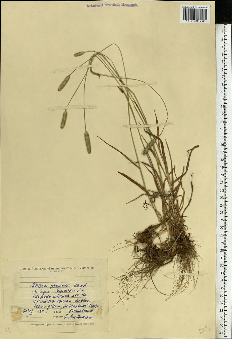 Phleum phleoides (L.) H.Karst., Eastern Europe, North Ukrainian region (E11) (Ukraine)