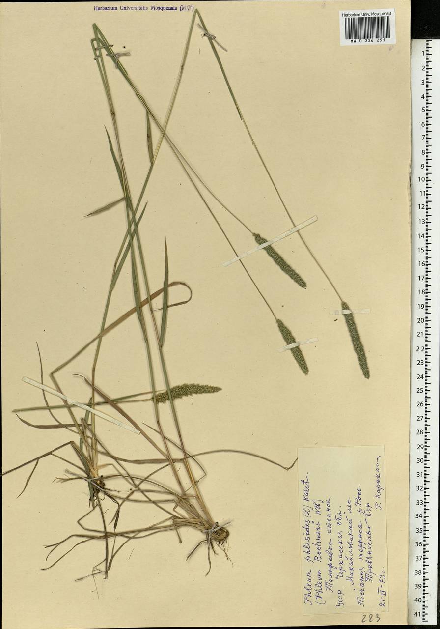 Phleum phleoides (L.) H.Karst., Eastern Europe, South Ukrainian region (E12) (Ukraine)