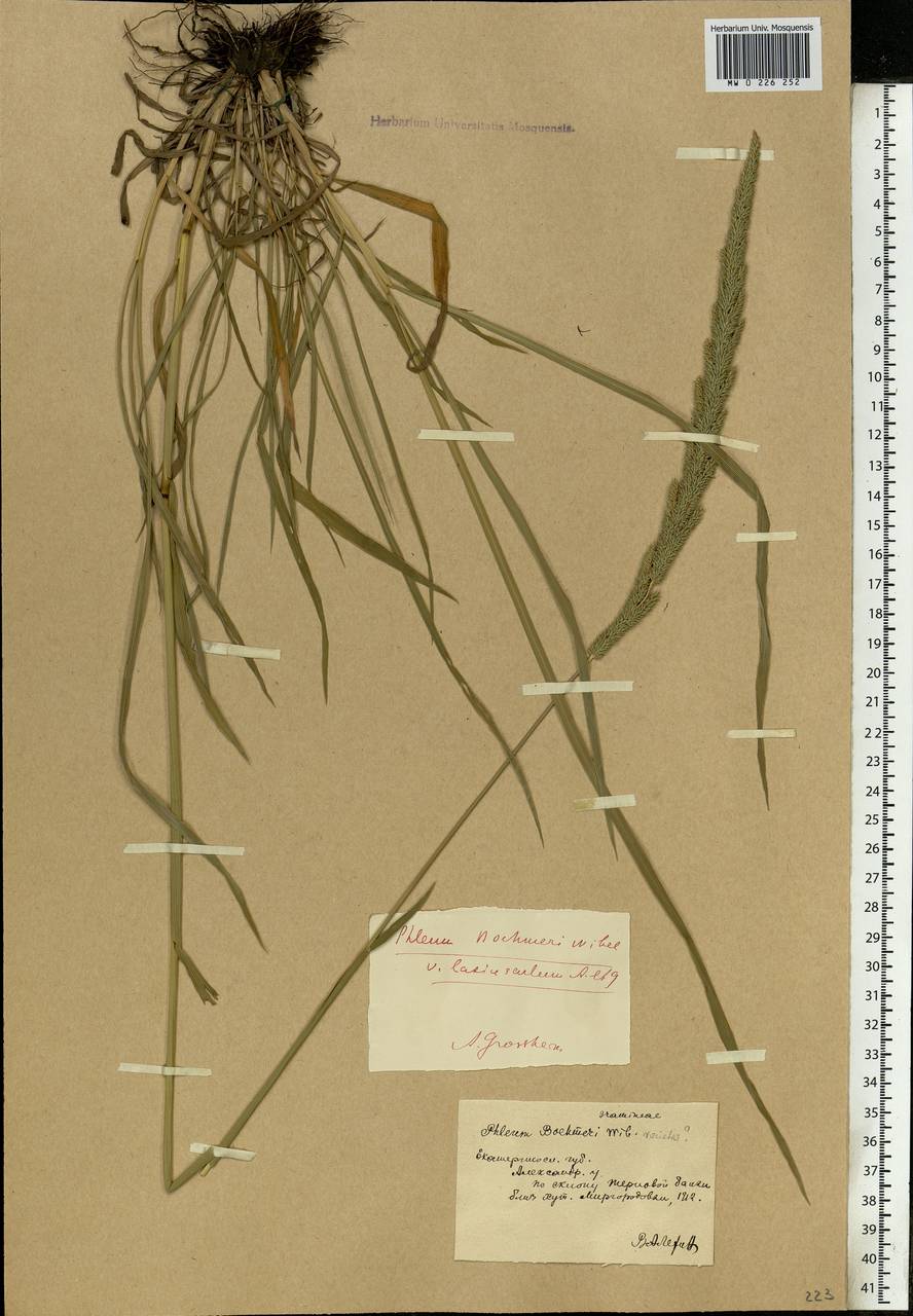 Phleum phleoides (L.) H.Karst., Eastern Europe, South Ukrainian region (E12) (Ukraine)