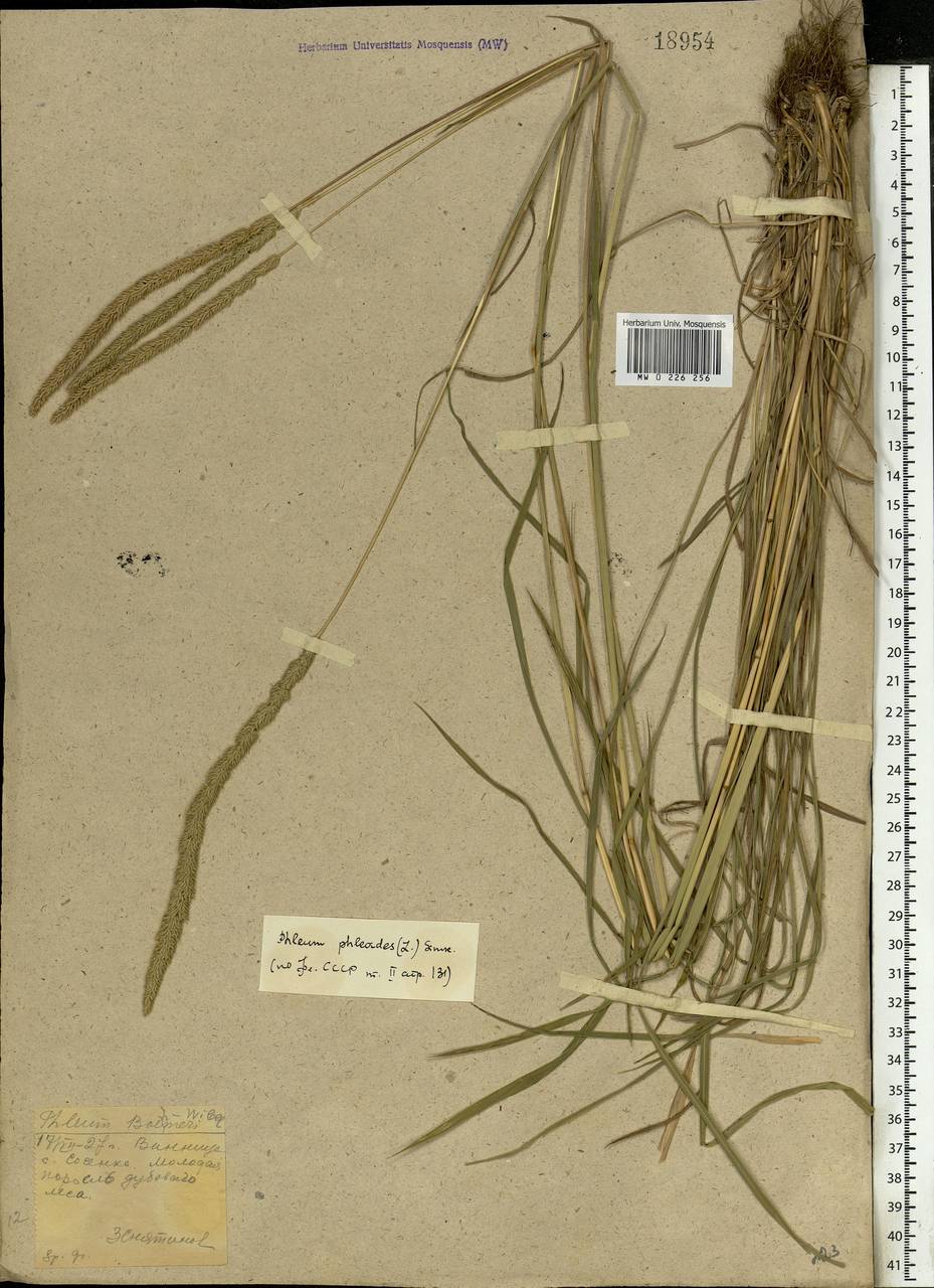 Phleum phleoides (L.) H.Karst., Eastern Europe, South Ukrainian region (E12) (Ukraine)