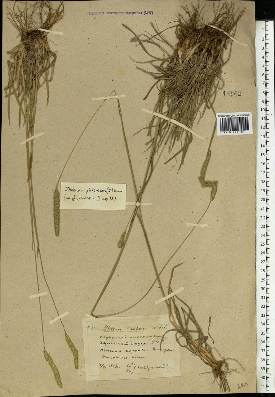 Phleum phleoides (L.) H.Karst., Eastern Europe, South Ukrainian region (E12) (Ukraine)