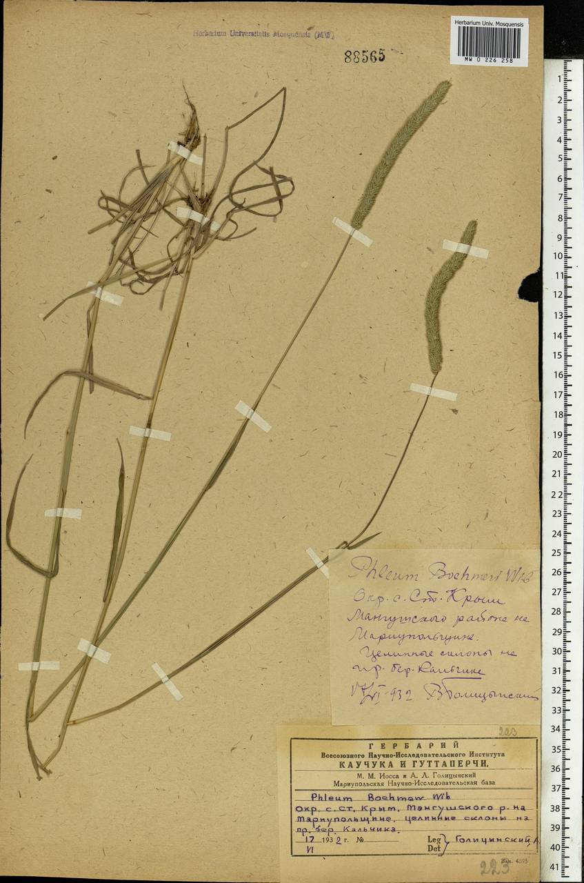 Phleum phleoides (L.) H.Karst., Eastern Europe, South Ukrainian region (E12) (Ukraine)