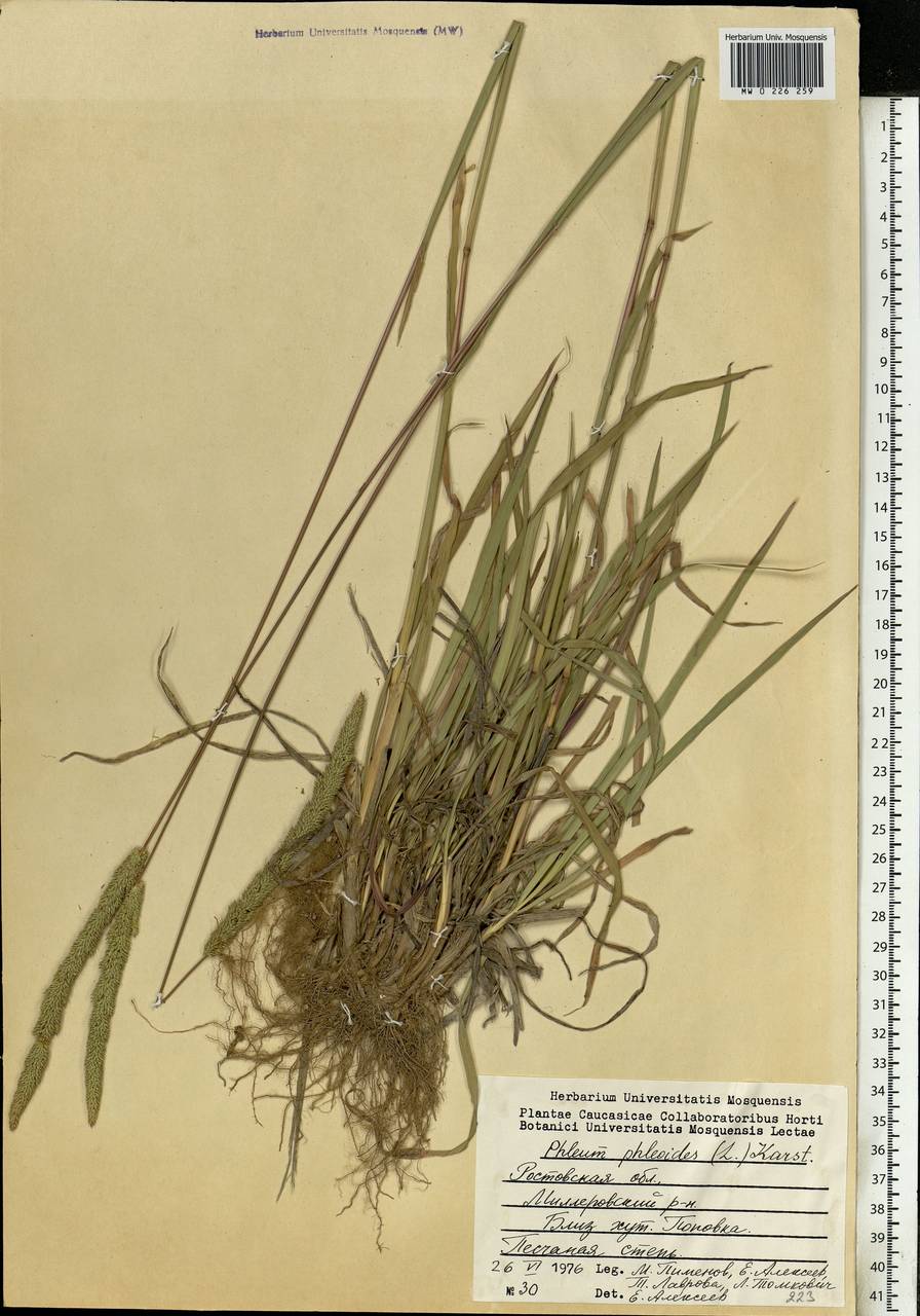 Phleum phleoides (L.) H.Karst., Eastern Europe, Rostov Oblast (E12a) (Russia)