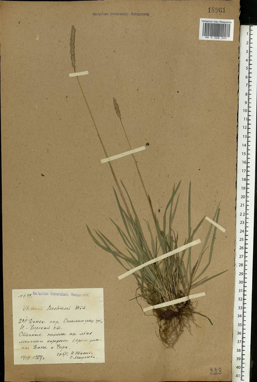 Phleum phleoides (L.) H.Karst., Eastern Europe, Lower Volga region (E9) (Russia)