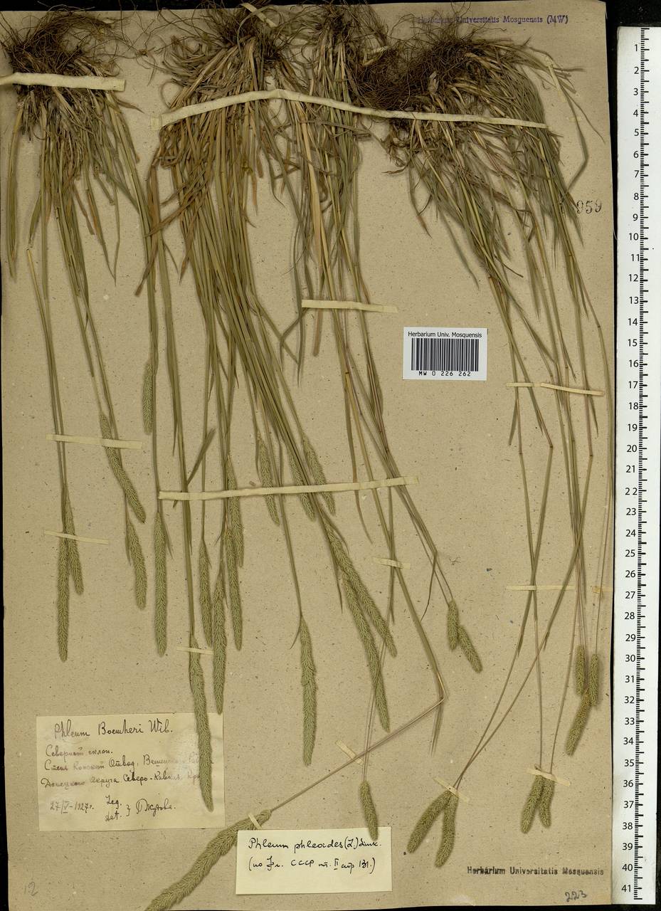 Phleum phleoides (L.) H.Karst., Eastern Europe, Rostov Oblast (E12a) (Russia)