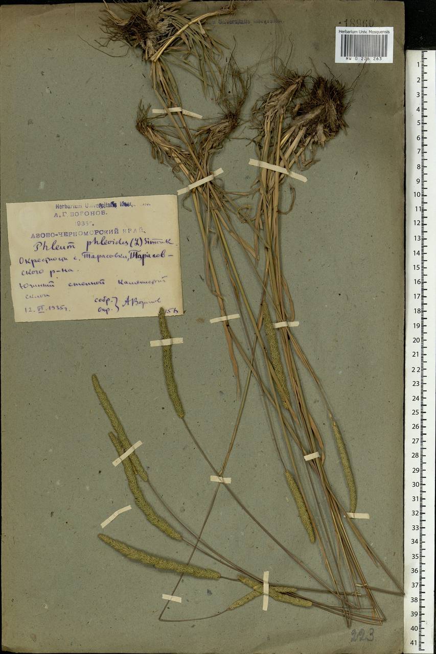 Phleum phleoides (L.) H.Karst., Eastern Europe, Rostov Oblast (E12a) (Russia)