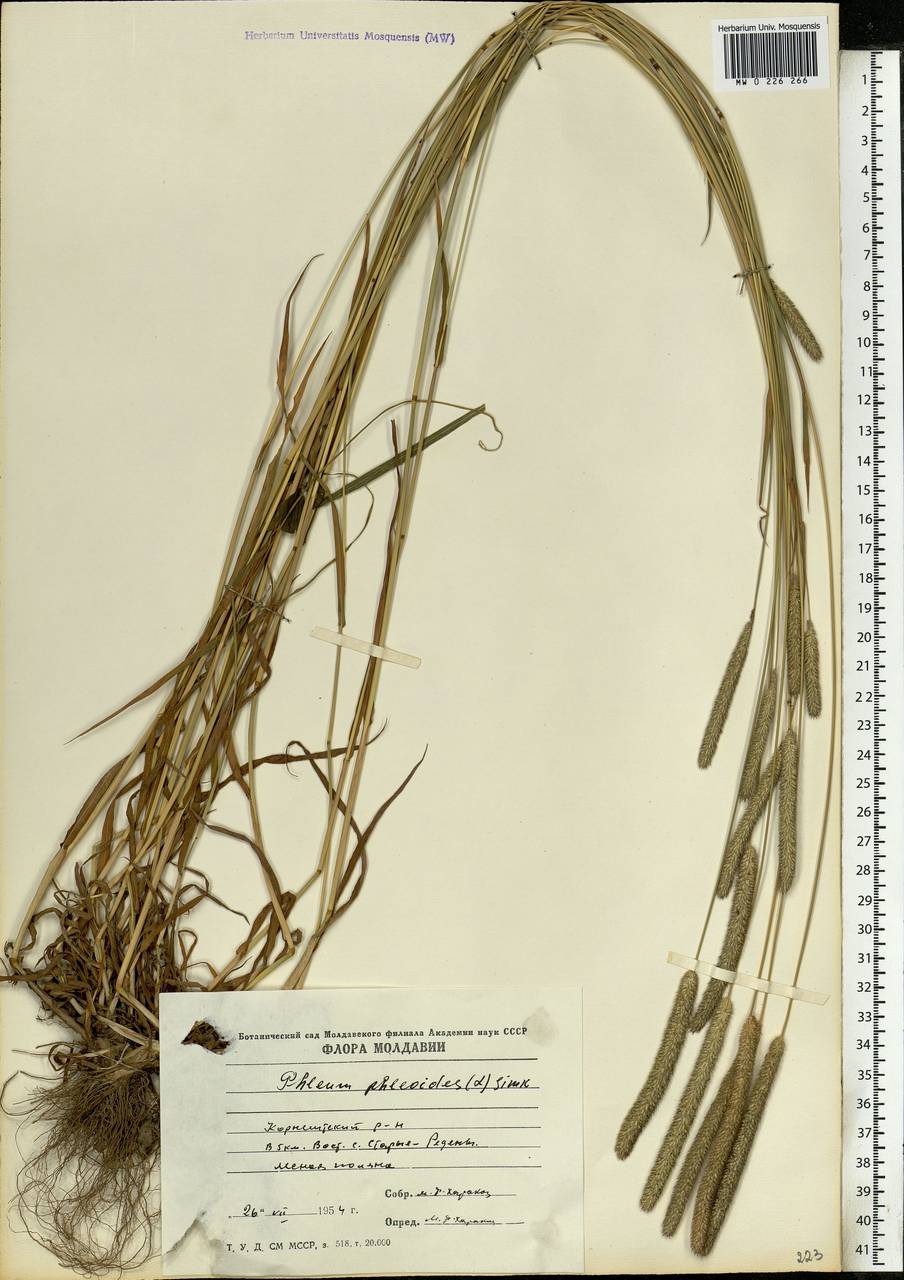Phleum phleoides (L.) H.Karst., Eastern Europe, Moldova (E13a) (Moldova)