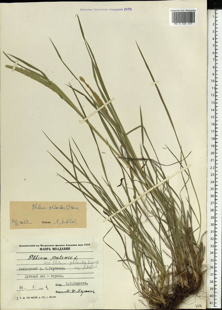 Phleum phleoides (L.) H.Karst., Eastern Europe, Moldova (E13a) (Moldova)