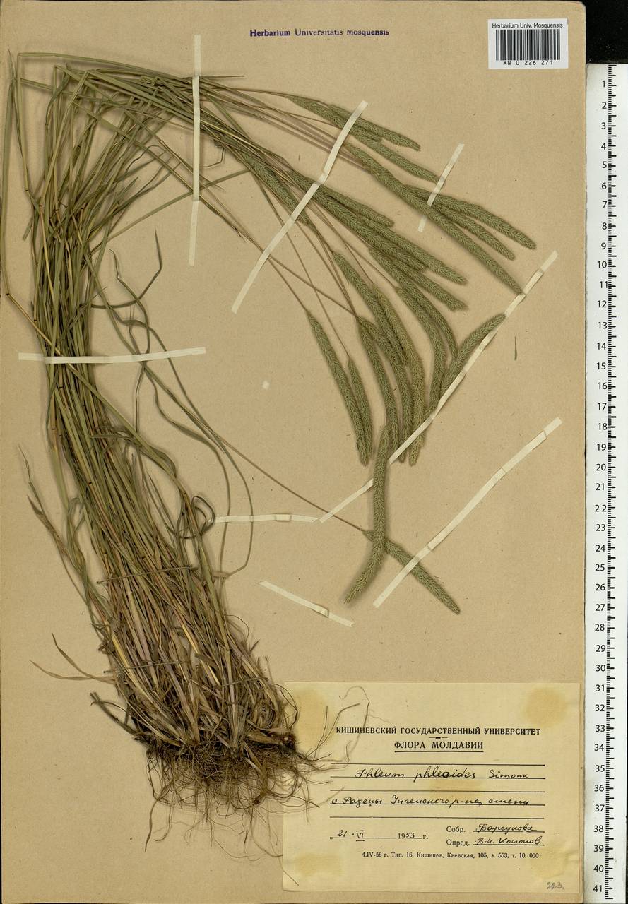 Phleum phleoides (L.) H.Karst., Eastern Europe, Moldova (E13a) (Moldova)