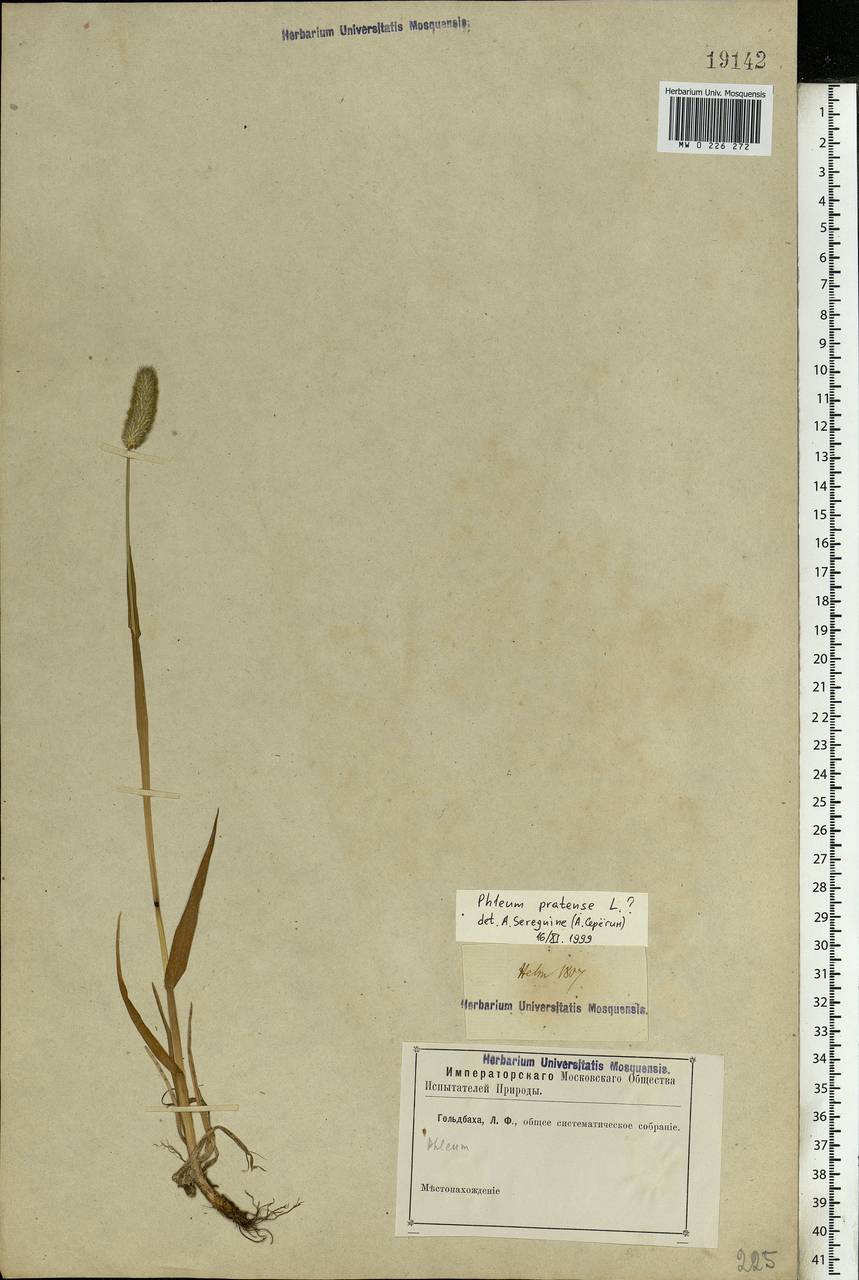 Phleum pratense L., Eastern Europe (no precise locality) (E0) (Not classified)