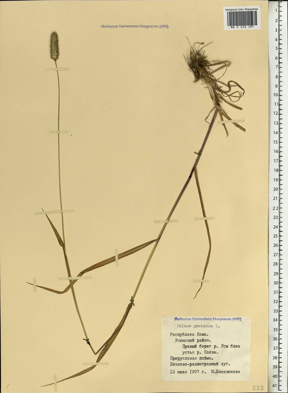 Phleum pratense L., Eastern Europe, Northern region (E1) (Russia)