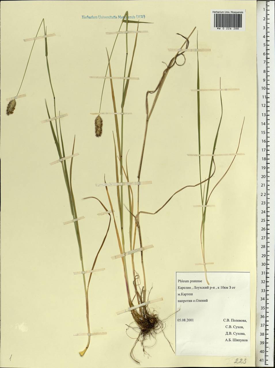 Phleum pratense L., Eastern Europe, Northern region (E1) (Russia)