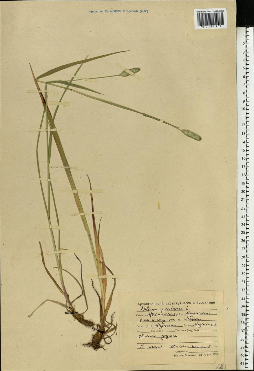 Phleum pratense L., Eastern Europe, Northern region (E1) (Russia)