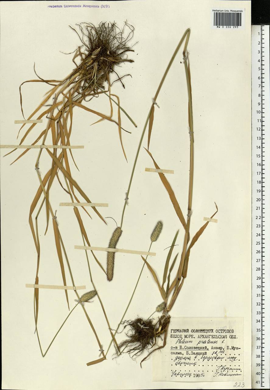 Phleum pratense L., Eastern Europe, Northern region (E1) (Russia)