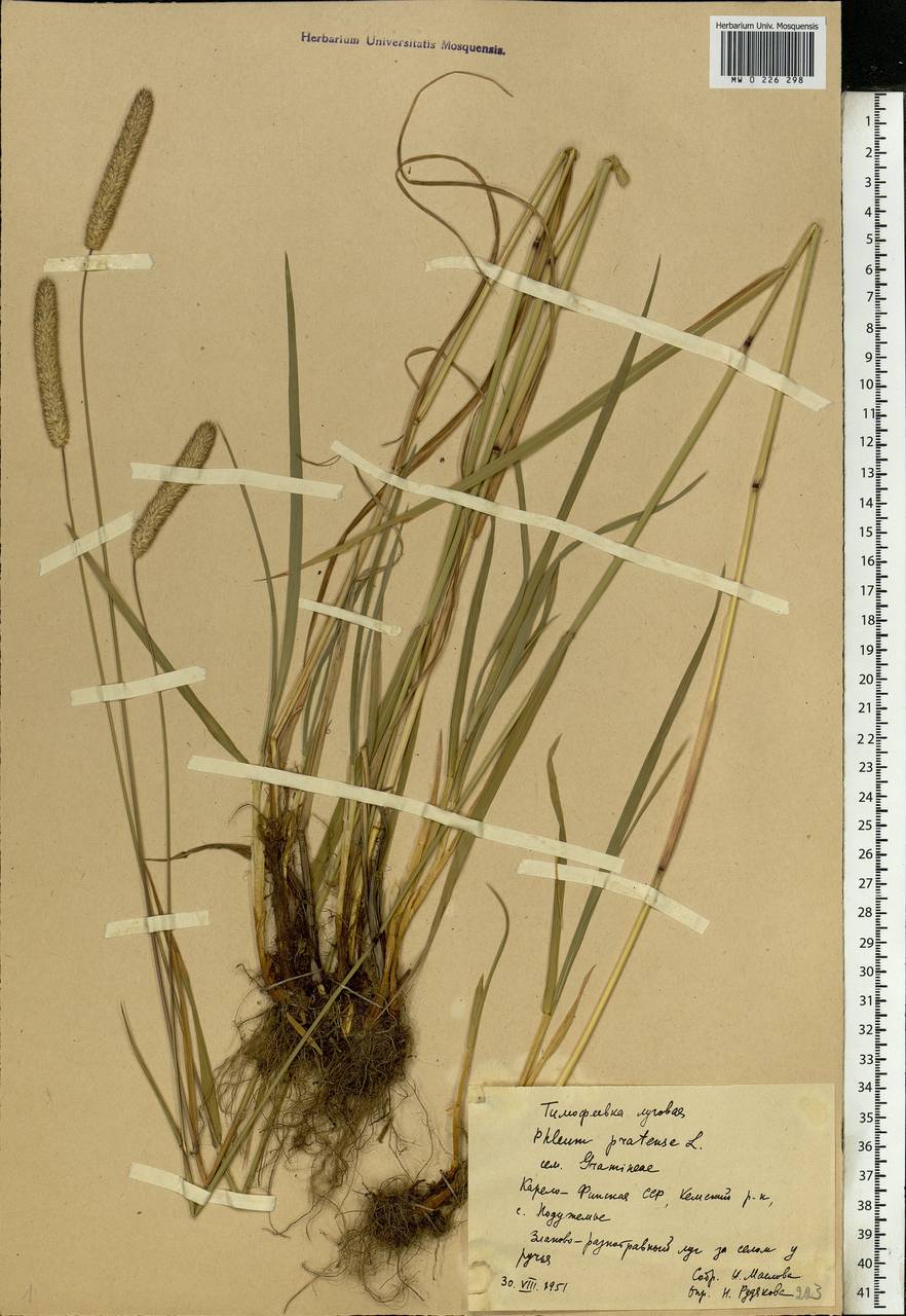 Phleum pratense L., Eastern Europe, Northern region (E1) (Russia)