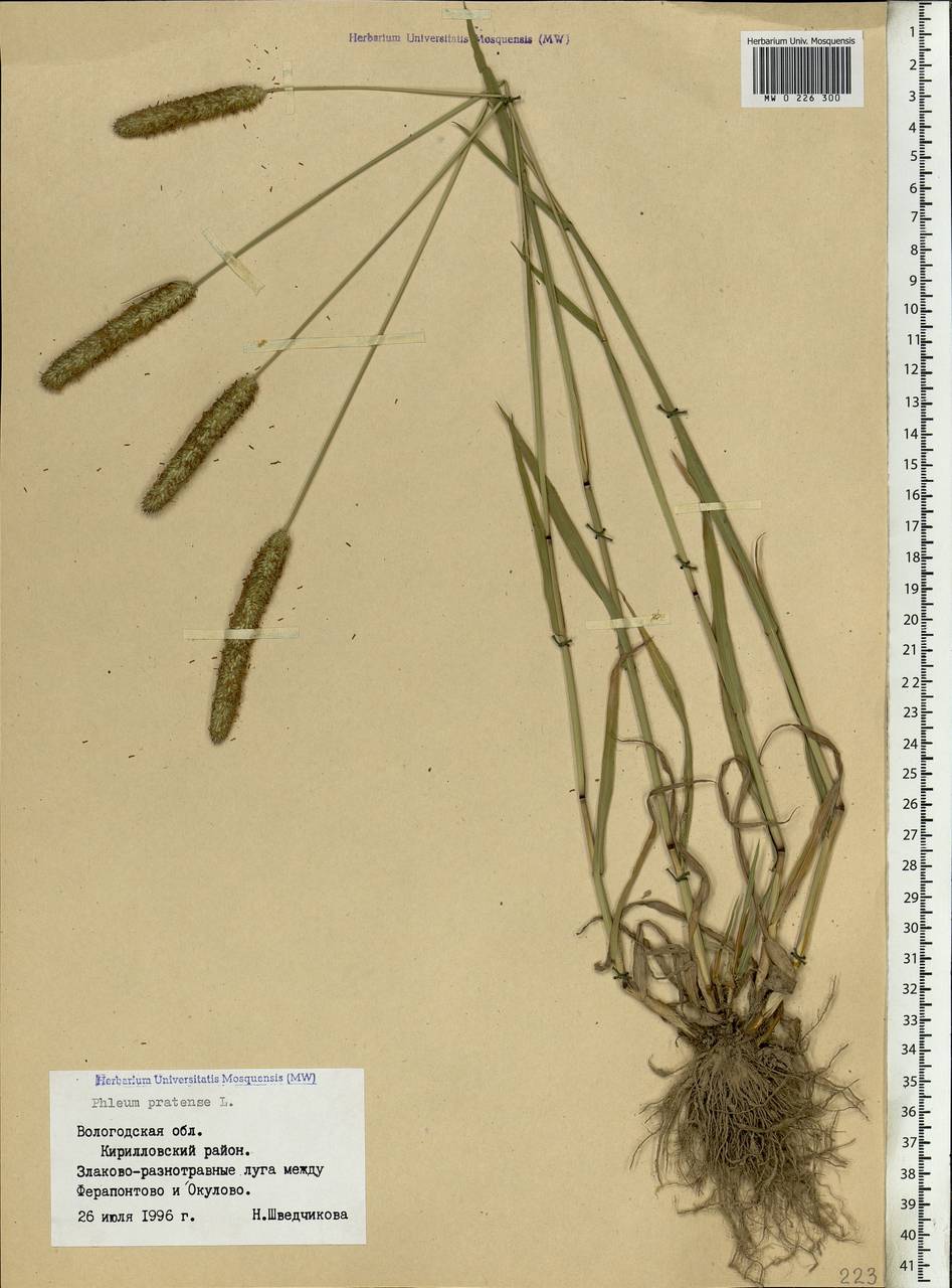 Phleum pratense L., Eastern Europe, Northern region (E1) (Russia)