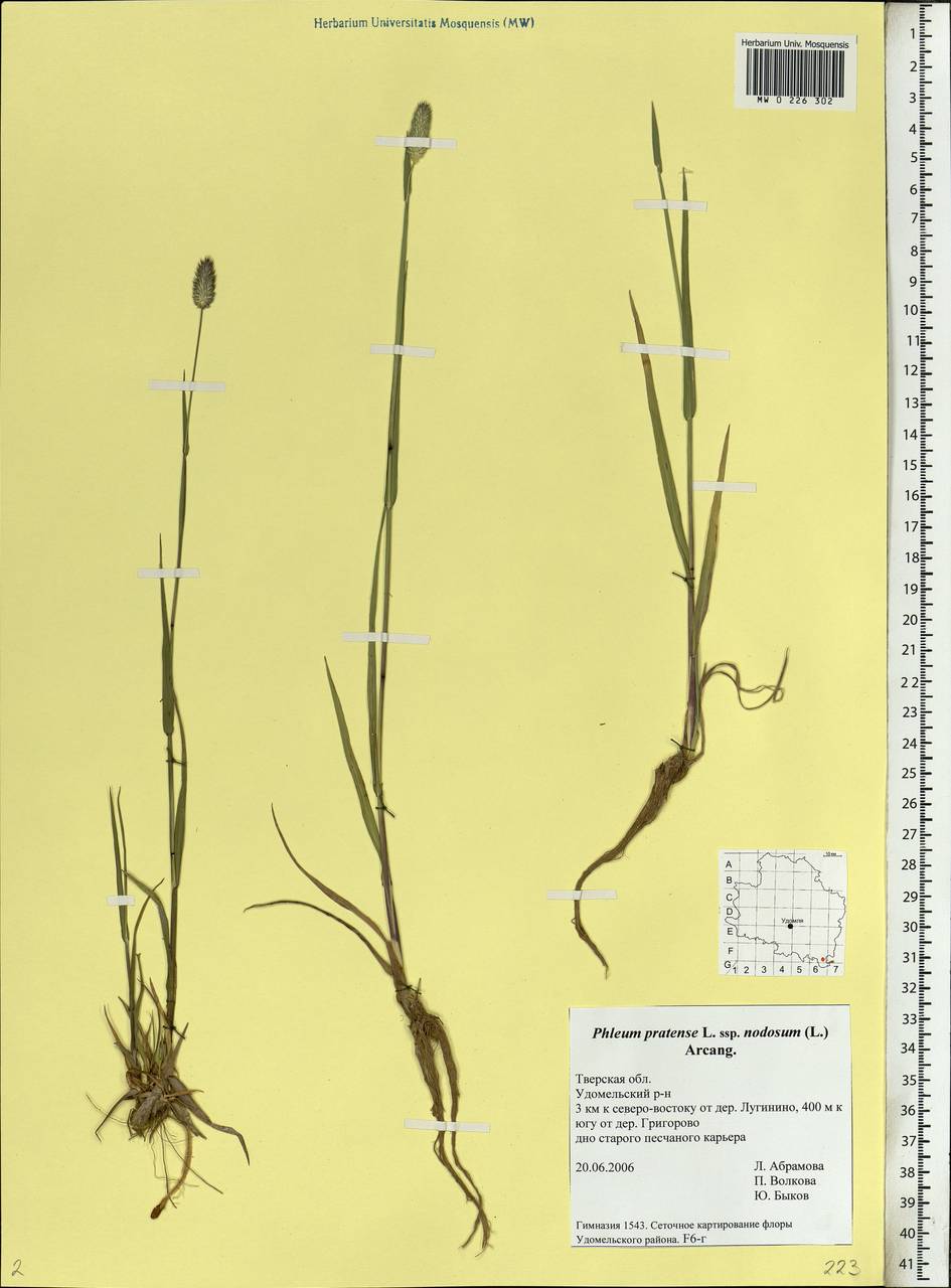 Phleum pratense L., Eastern Europe, North-Western region (E2) (Russia)