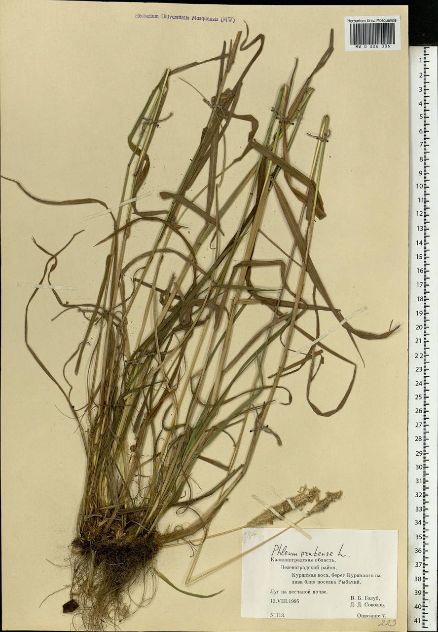 Phleum pratense L., Eastern Europe, North-Western region (E2) (Russia)