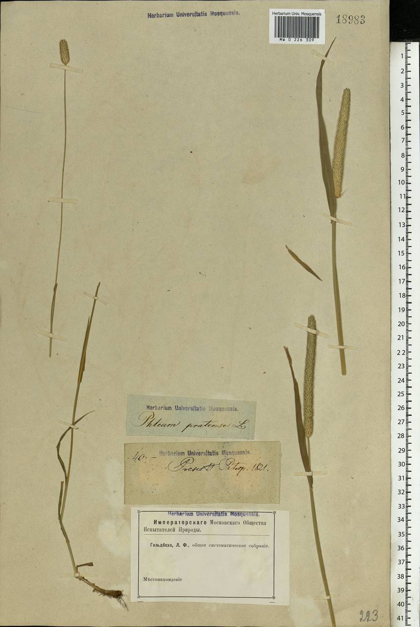 Phleum pratense L., Eastern Europe, North-Western region (E2) (Russia)