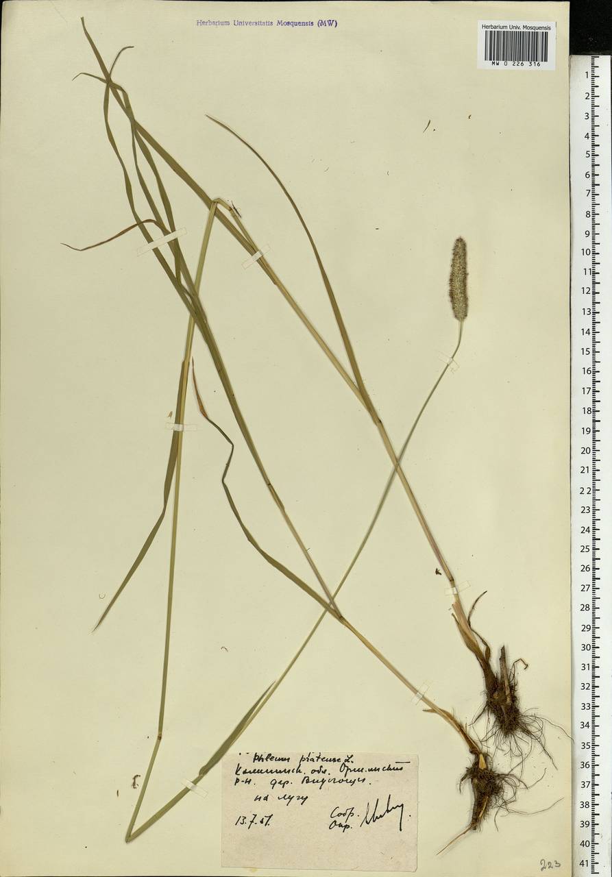 Phleum pratense L., Eastern Europe, North-Western region (E2) (Russia)