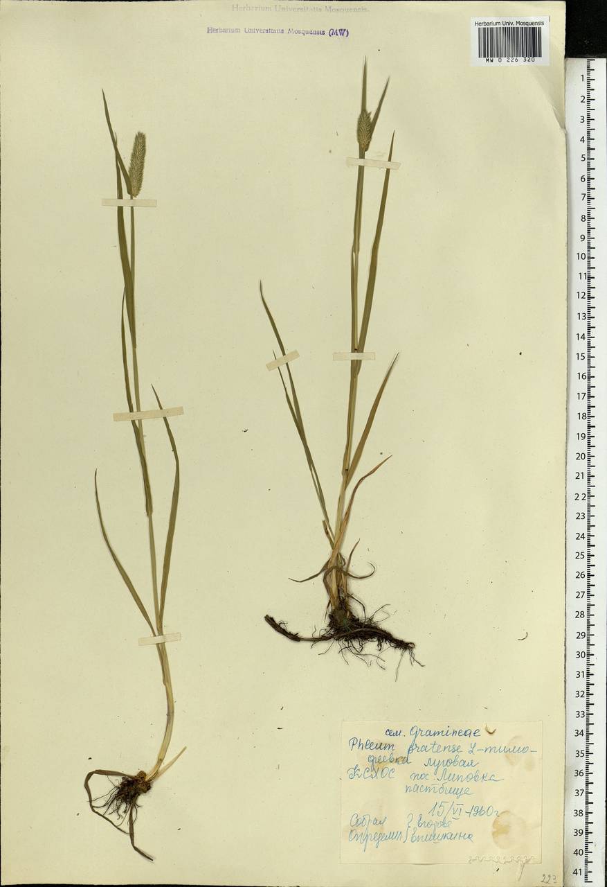 Phleum pratense L., Eastern Europe, North-Western region (E2) (Russia)