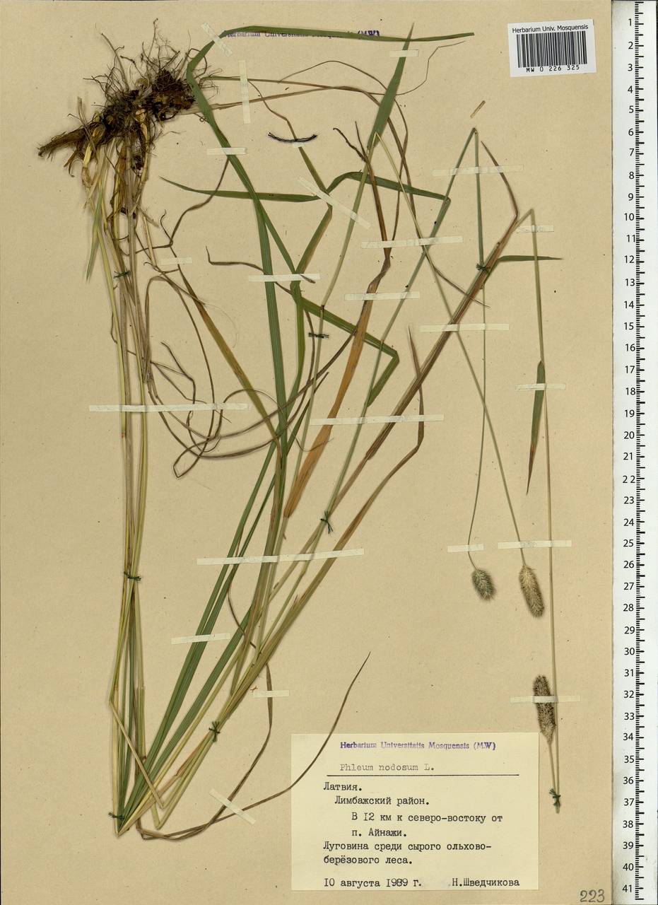 Phleum pratense L., Eastern Europe, Latvia (E2b) (Latvia)