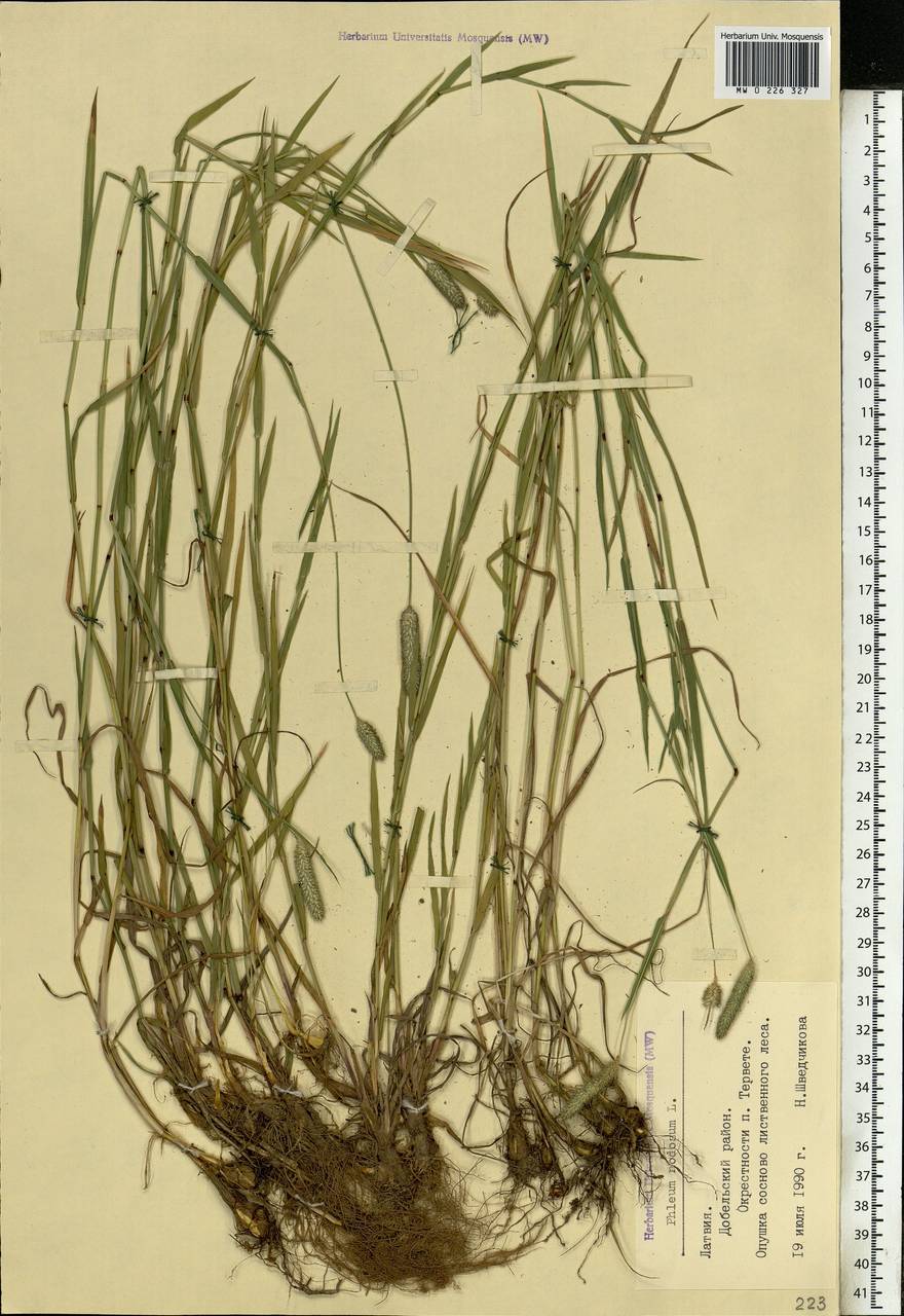 Phleum pratense L., Eastern Europe, Latvia (E2b) (Latvia)