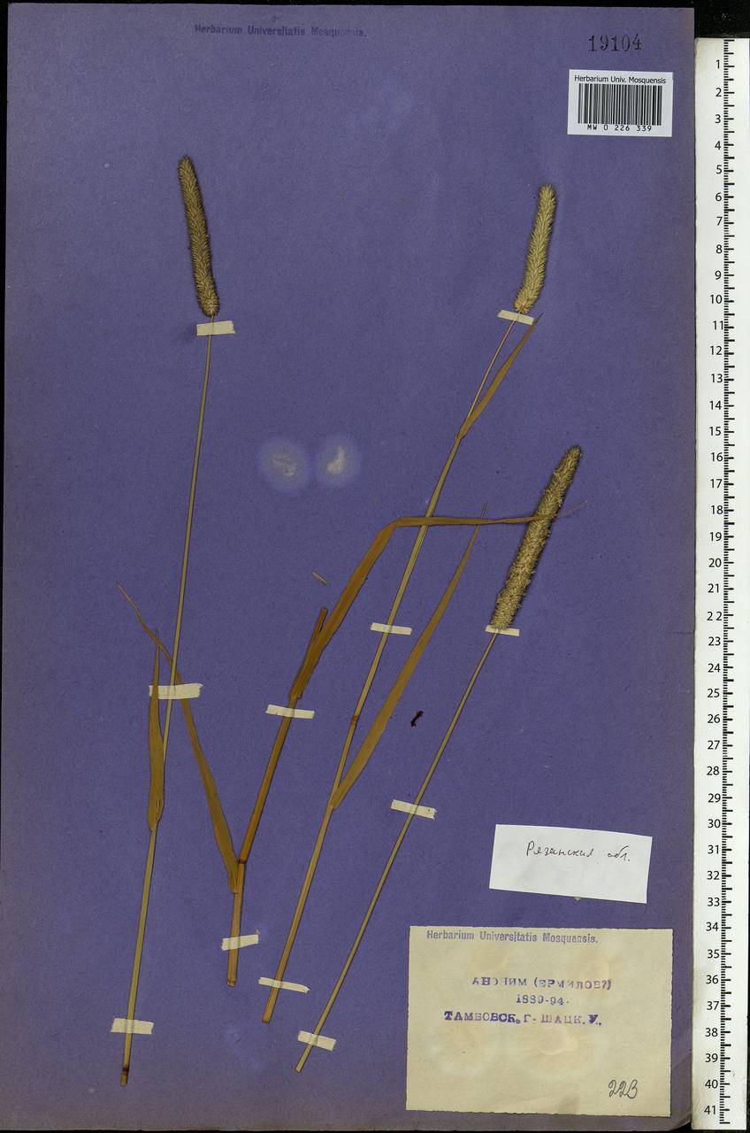 Phleum pratense L., Eastern Europe, Central region (E4) (Russia)