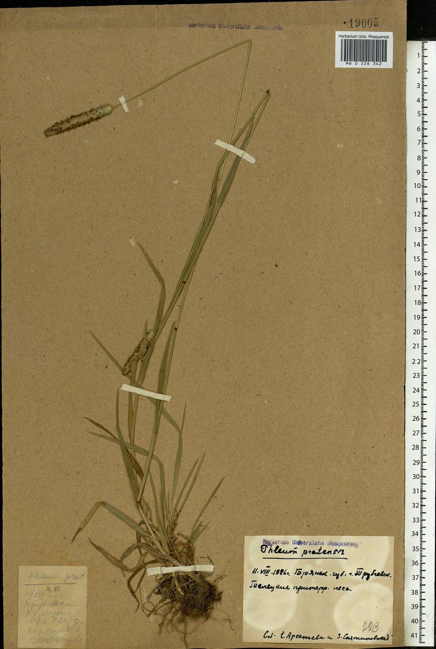 Phleum pratense L., Eastern Europe, Western region (E3) (Russia)