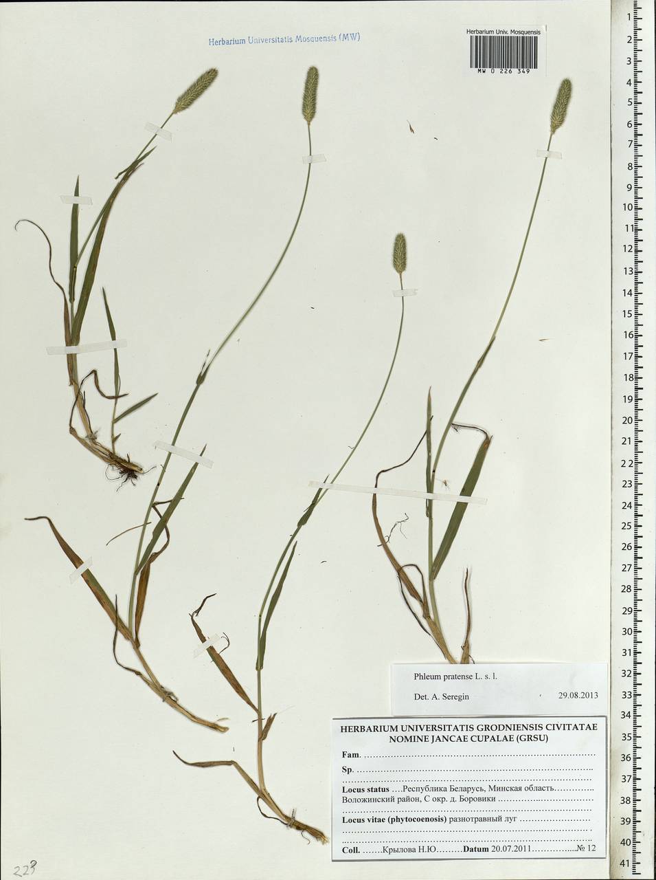 Phleum pratense L., Eastern Europe, Belarus (E3a) (Belarus)