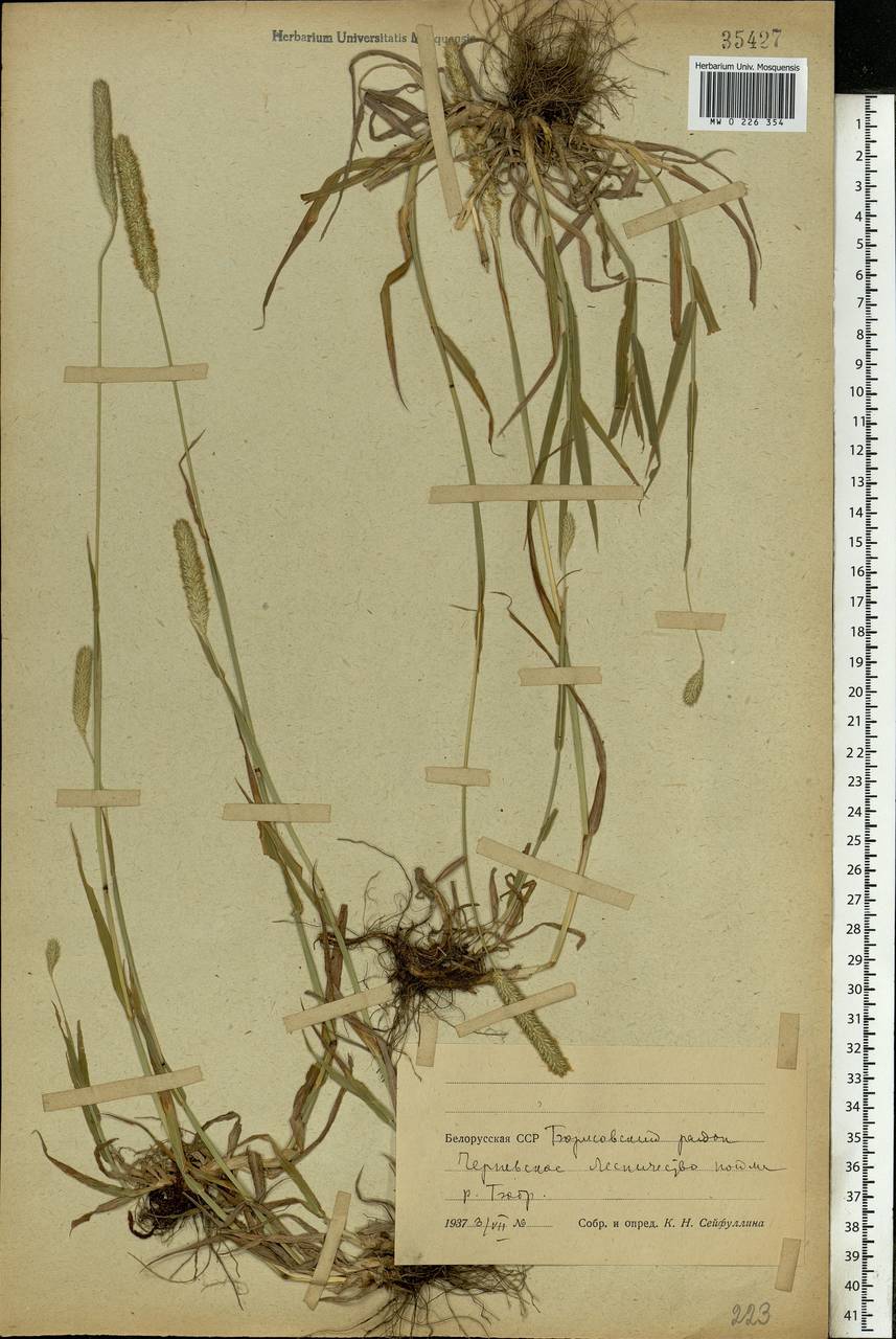 Phleum pratense L., Eastern Europe, Belarus (E3a) (Belarus)