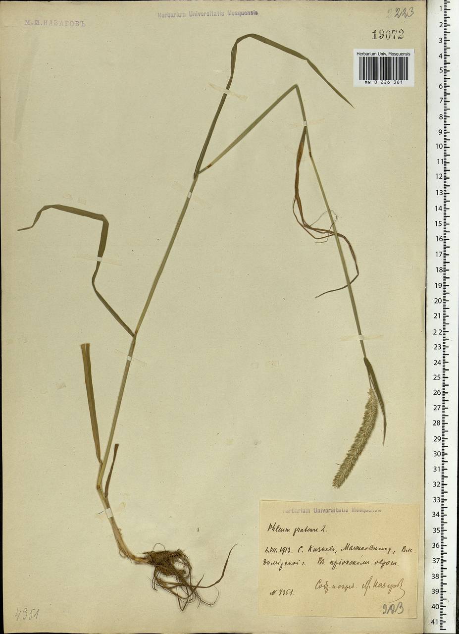 Phleum pratense L., Eastern Europe, Central region (E4) (Russia)