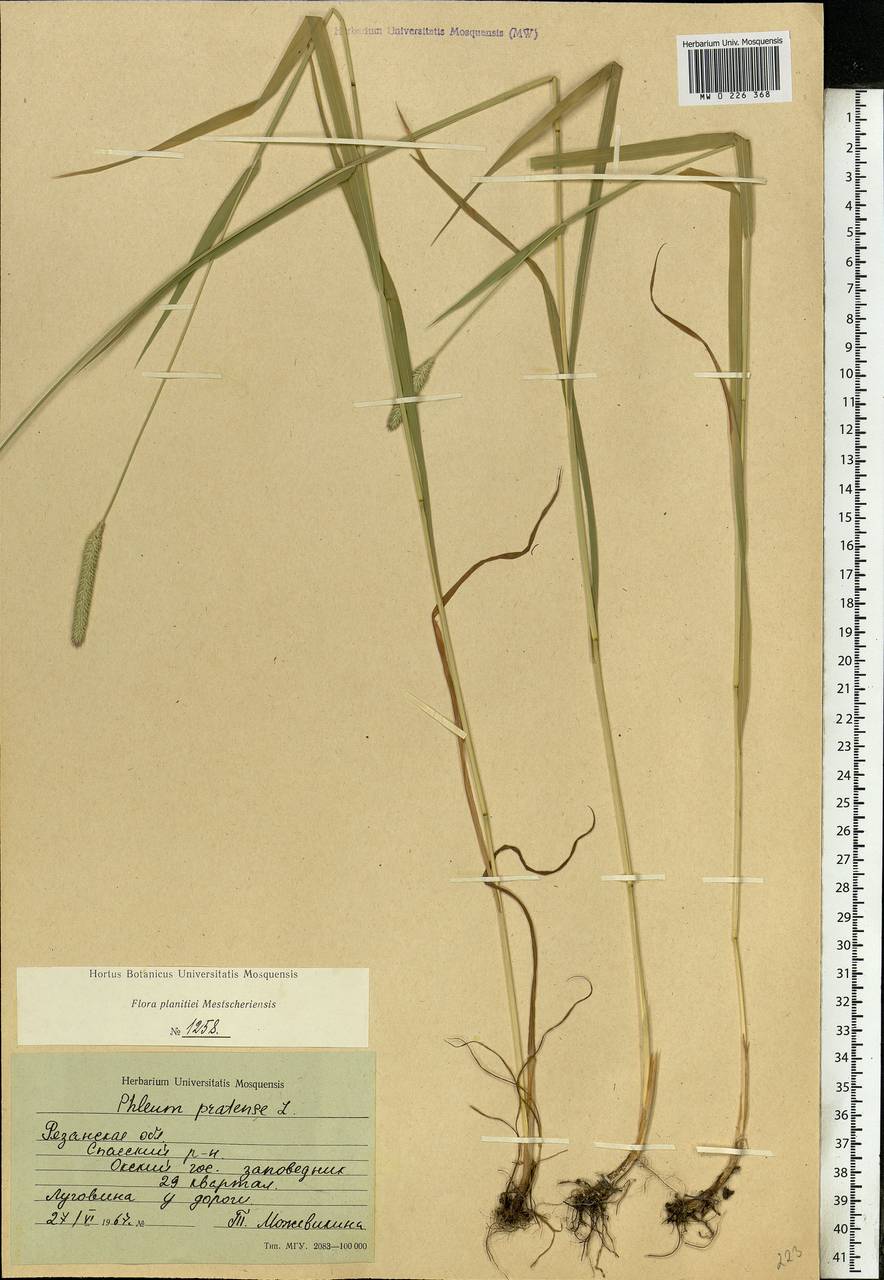 Phleum pratense L., Eastern Europe, Central region (E4) (Russia)