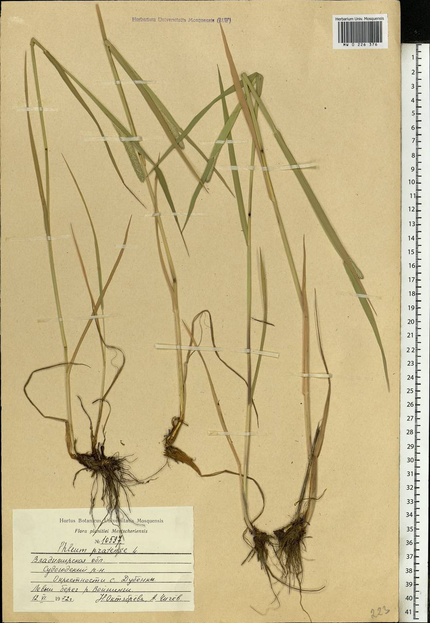 Phleum pratense L., Eastern Europe, Central region (E4) (Russia)