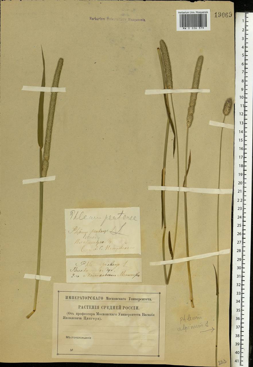 Phleum pratense L., Eastern Europe, Central region (E4) (Russia)