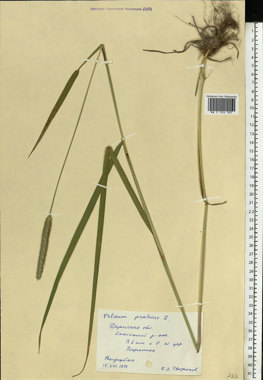 Phleum pratense L., Eastern Europe, Central region (E4) (Russia)