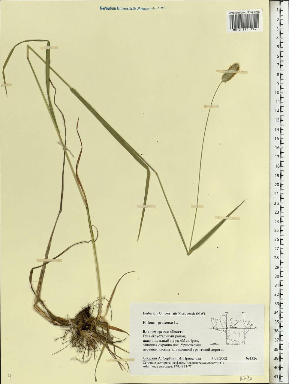 Phleum pratense L., Eastern Europe, Central region (E4) (Russia)