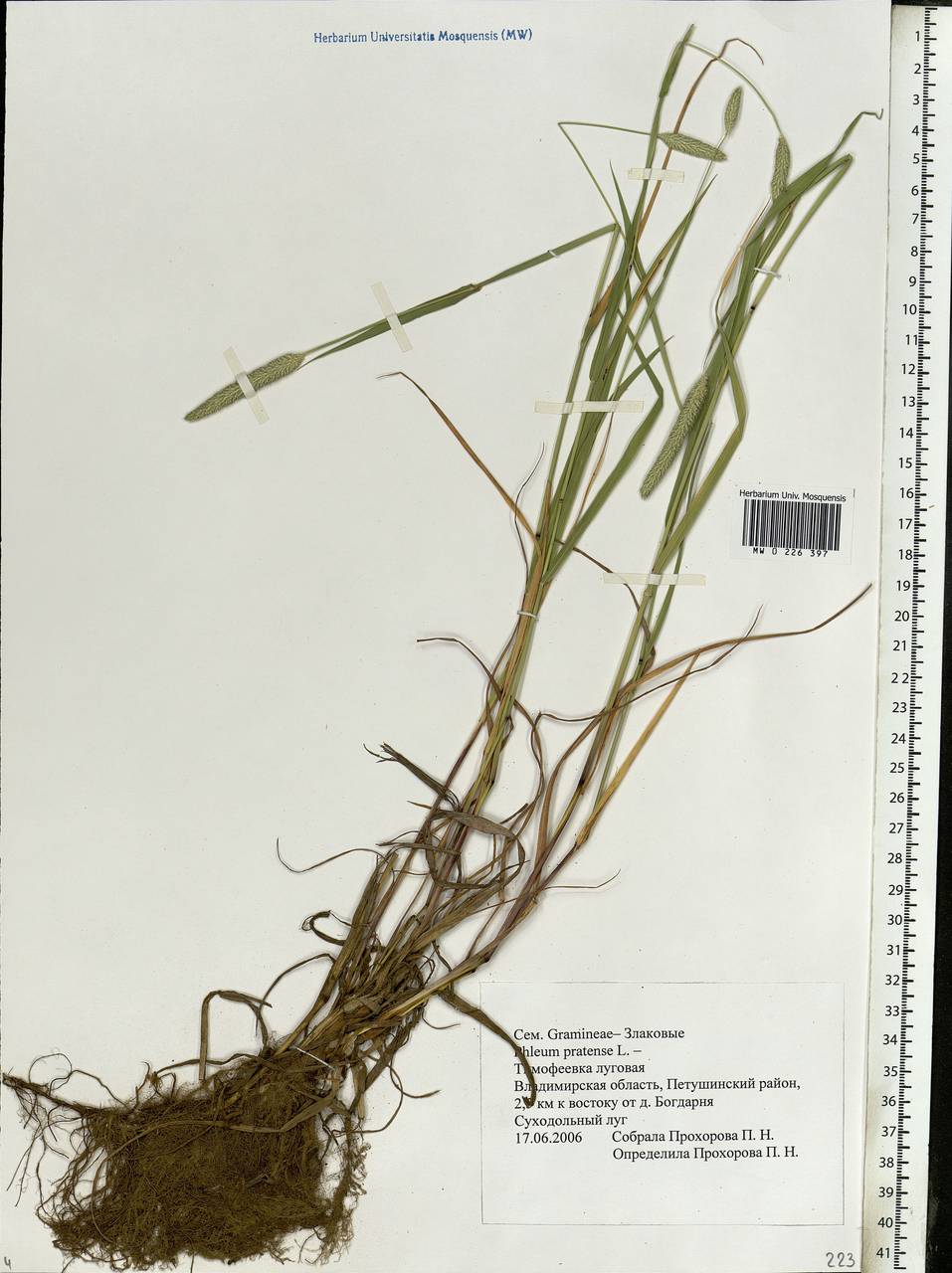 Phleum pratense L., Eastern Europe, Central region (E4) (Russia)