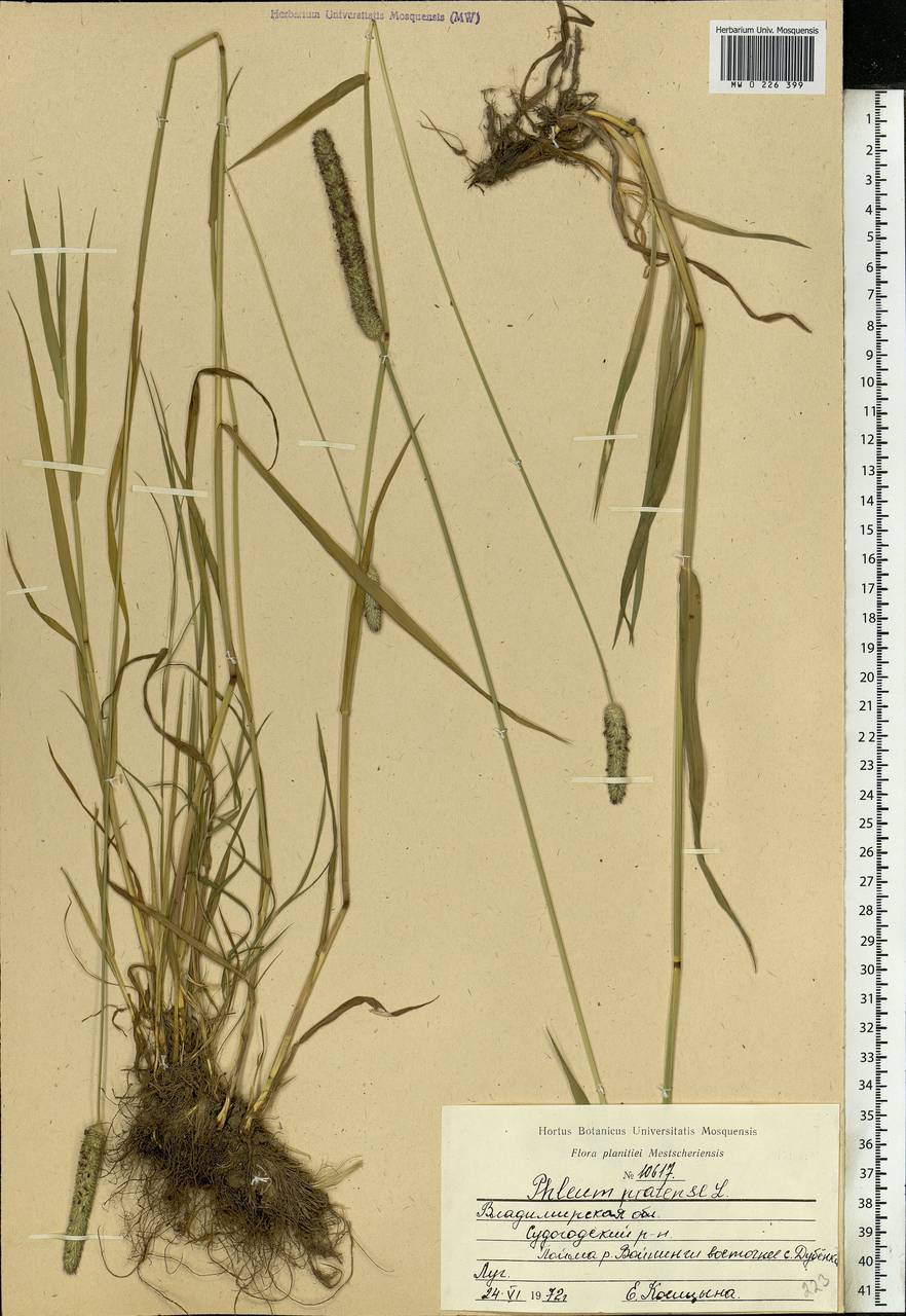 Phleum pratense L., Eastern Europe, Central region (E4) (Russia)