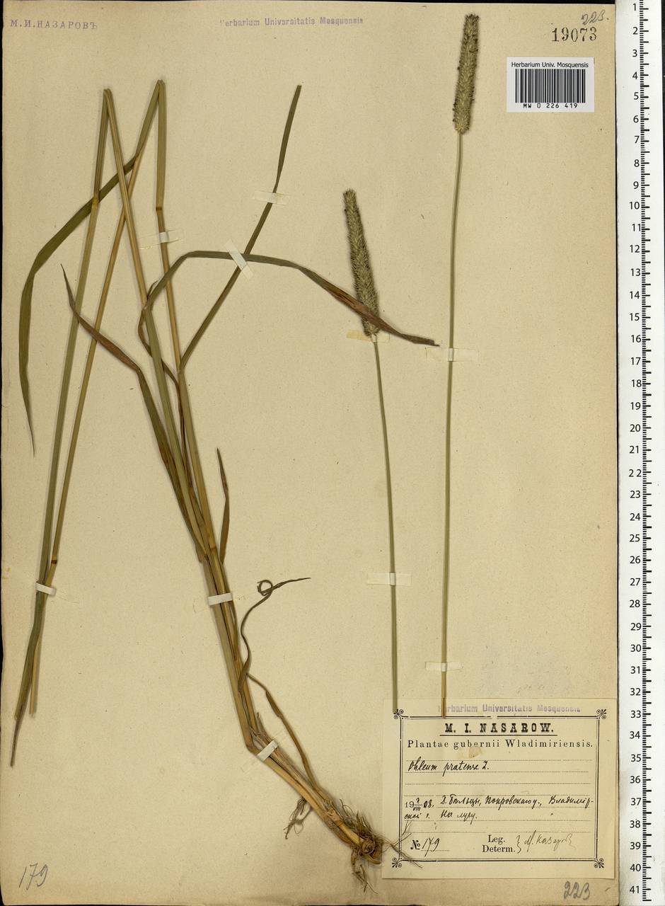 Phleum pratense L., Eastern Europe, Central region (E4) (Russia)