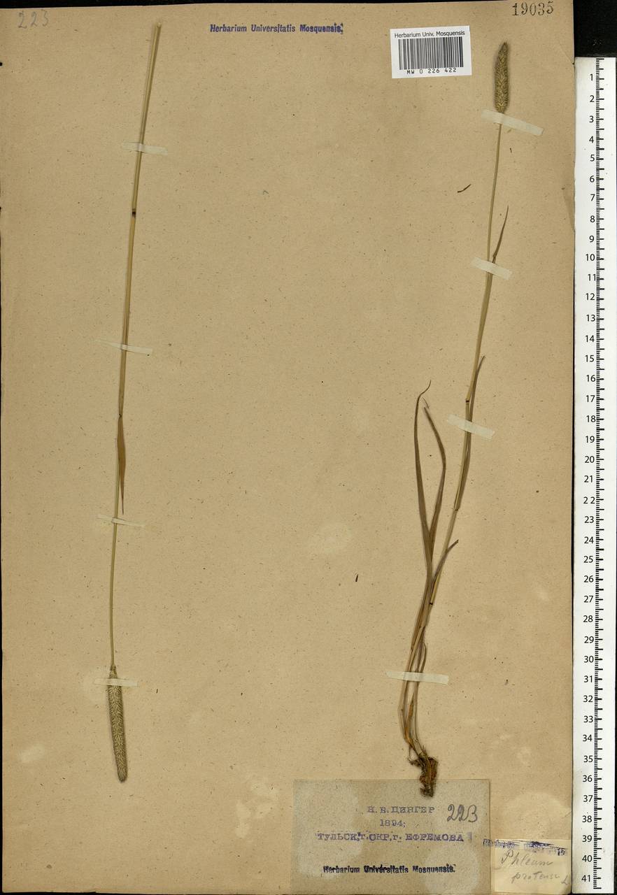 Phleum pratense L., Eastern Europe, Central region (E4) (Russia)