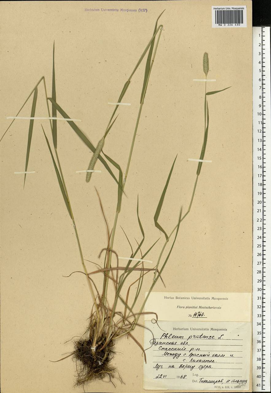 Phleum pratense L., Eastern Europe, Central region (E4) (Russia)