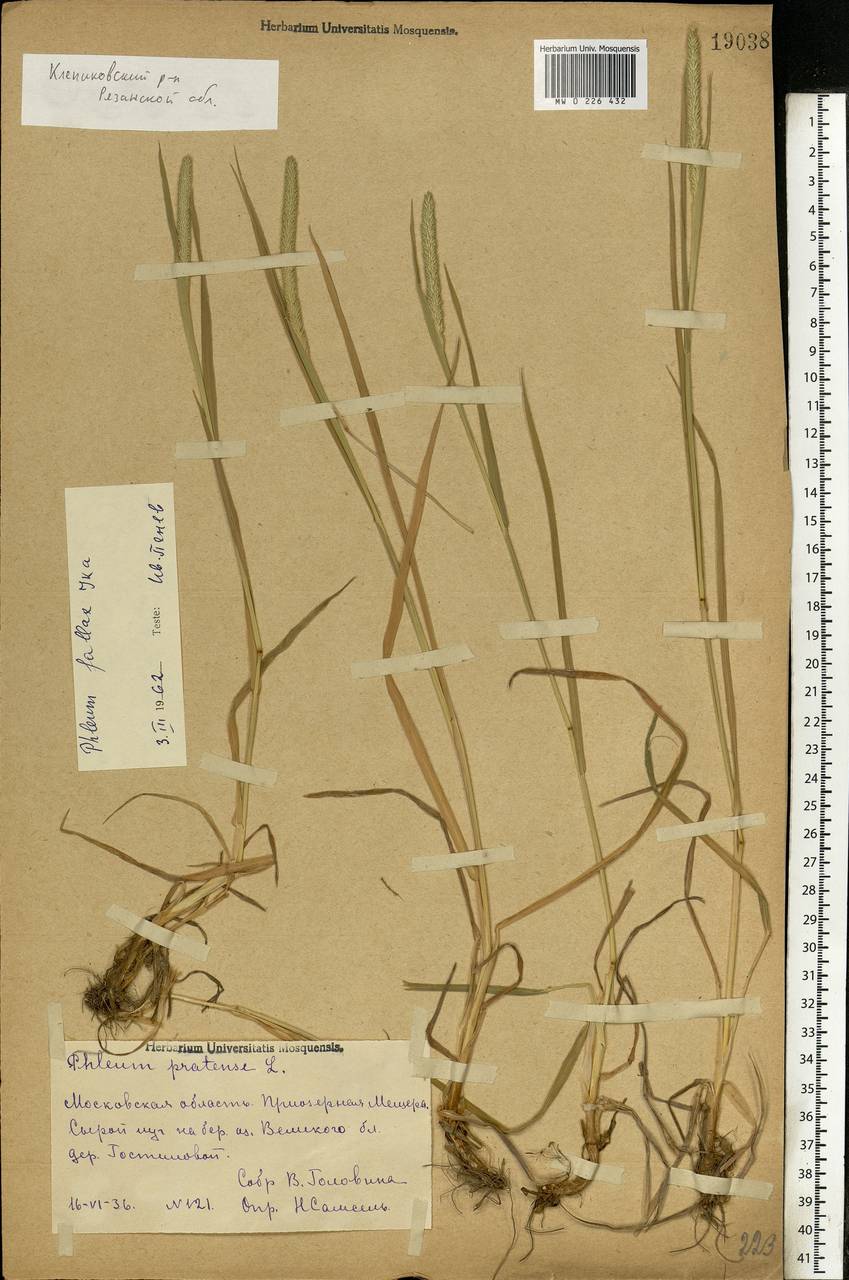 Phleum pratense L., Eastern Europe, Central region (E4) (Russia)