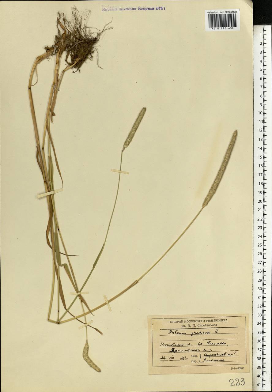 Phleum pratense L., Eastern Europe, Moscow region (E4a) (Russia)